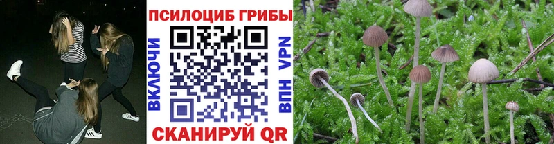 Псилоцибиновые грибы Cubensis  Барыш 